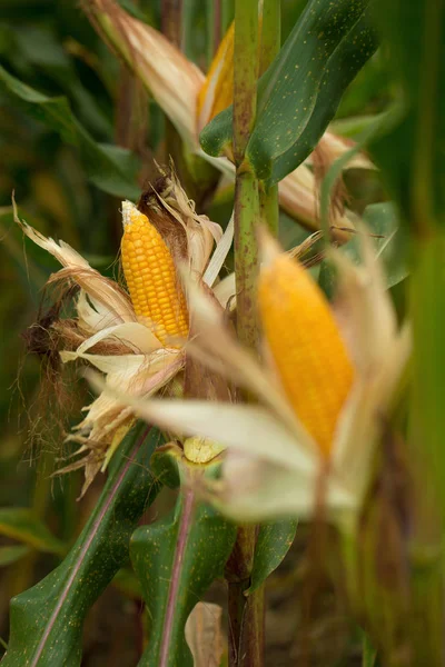 Vista Del Campo Grano Maturo Verde Agricolo — Foto Stock