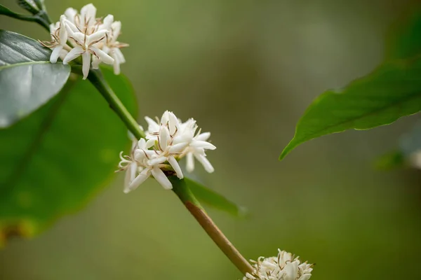 Zárja Nézet Virágzó Fehér Kávé Virág Thaiföld — Stock Fotó