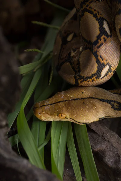 Vue Rapprochée Python Réticulé Serpent Constricteur Boa — Photo