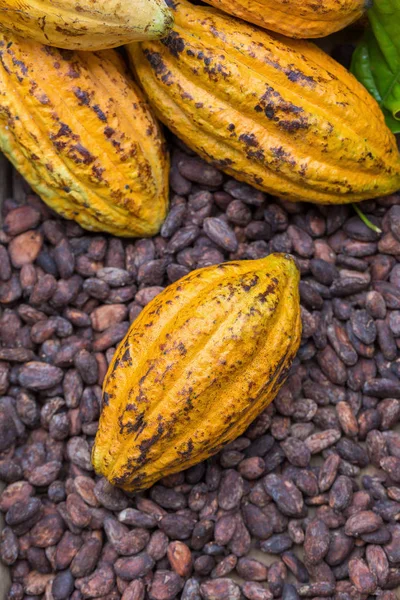 Olgun kakao bakla ve rustik ahşap arka plan üzerinde fasulye