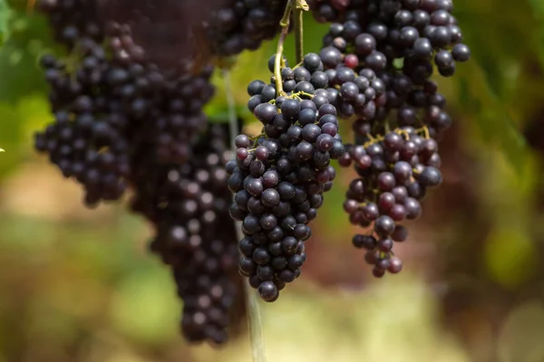 Uvas Frescas Maduras Penduradas Campos Vinho — Fotografia de Stock