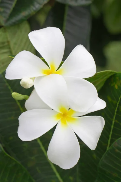 Weergave Van Witte Gele Frangipani Bloemen Met Groene Bladeren Sluiten — Stockfoto