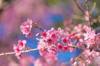 Vahşi Himalaya Cherry blossom kapalı görünüm