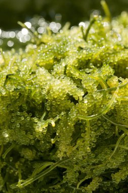 Deniz üzüm (yeşil havyar) yosun görünümü Kapat