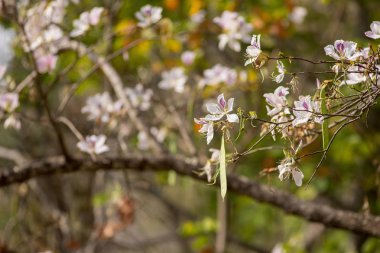 Çiçek açan Bauhinia variegata mor orkide ağaç