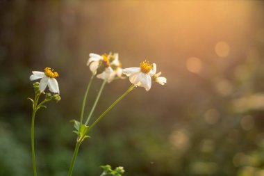 Parlak güneş ışığı ile bahar çayır üzerinde taze beyaz çiçek görünümü Kapat