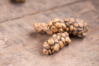 Kopi luwak ya da misk kahve. Kahve çekirdekleri Misk tarafından atılır