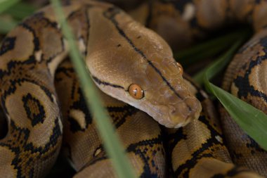 Retiküle Python, Boa yılanı yılan görünümü Kapat