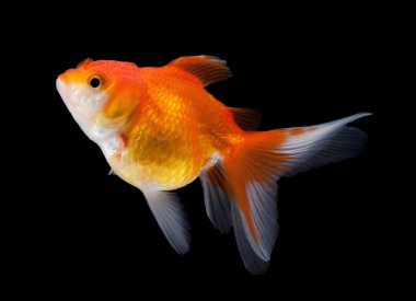 Japon balığı siyah arkaplanda izole edilmiş.