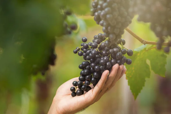 Uvas Frescas Maduras Penduradas Campos Vinho — Fotografia de Stock