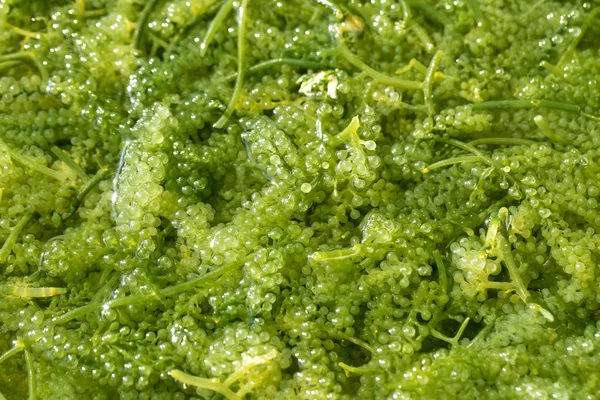 Vue Rapprochée Des Algues Raisin Mer Caviar Vert — Photo