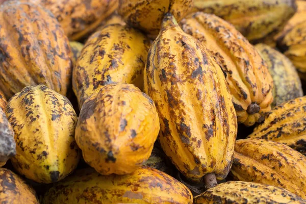 Vedere Atentă Boabelor Brute Cacao Păstăilor Cacao — Fotografie, imagine de stoc