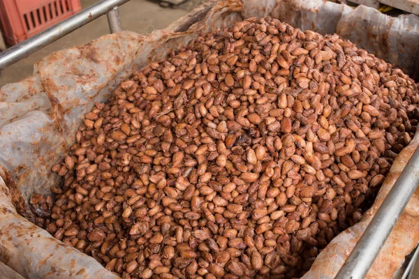 Cacao Frijoles Fermentados Frescos Caja Madera —  Fotos de Stock