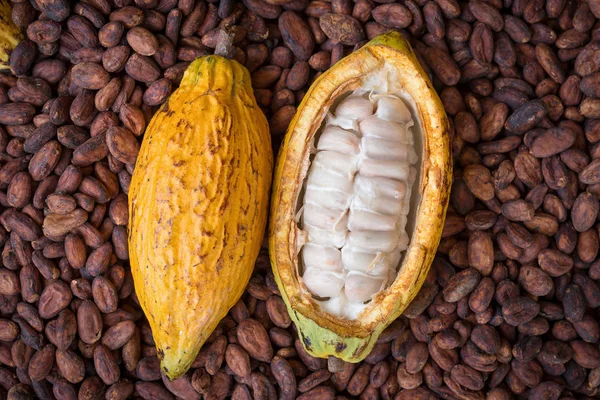 Ripe cocoa pod and beans setup on rustic wooden background — Stock Photo, Image