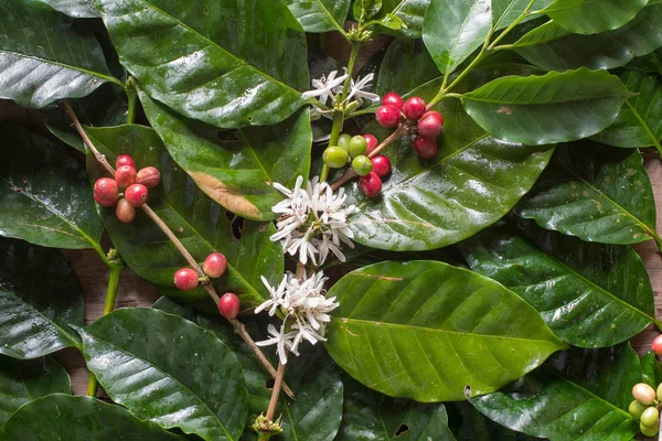 Close-up, Arabica koffie berrys rijping op boom in ten noorden van tha — Stockfoto