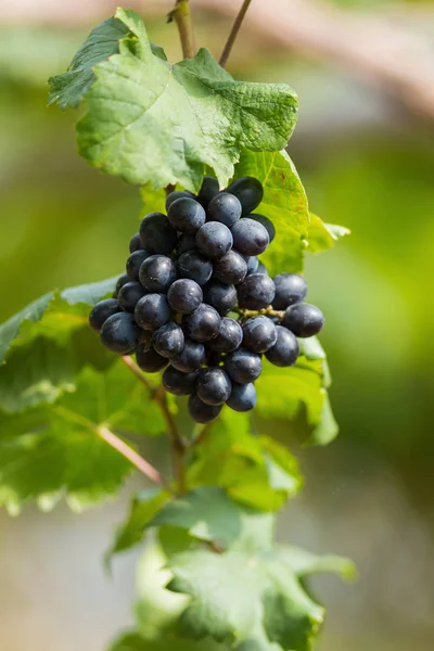 新鮮な熟したブドウ ワイン フィールドにぶら下がっています — ストック写真