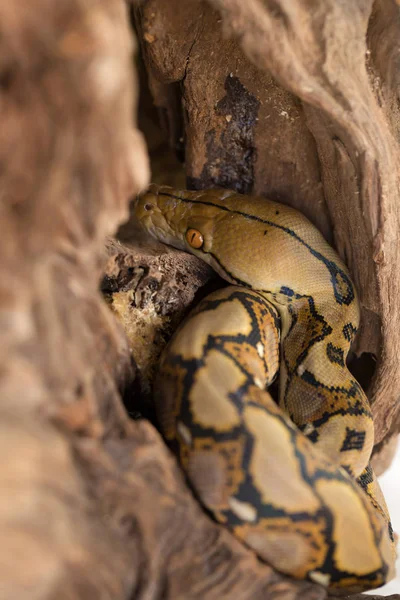Близкий Вид Змеи Констриктора Боа Ветке Дерева — стоковое фото