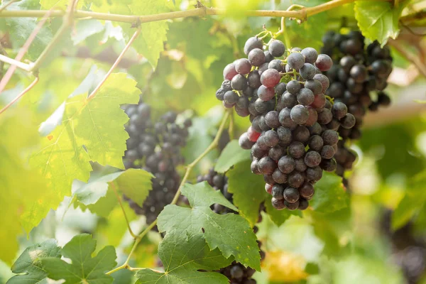 Uvas Frescas Maduras Colgando Campos Vino —  Fotos de Stock