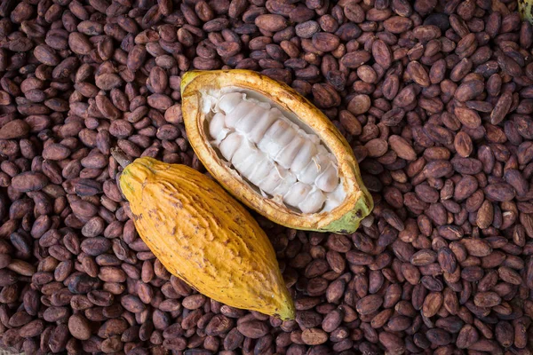 Ripe cocoa pod and beans setup on rustic wooden background — Stock Photo, Image