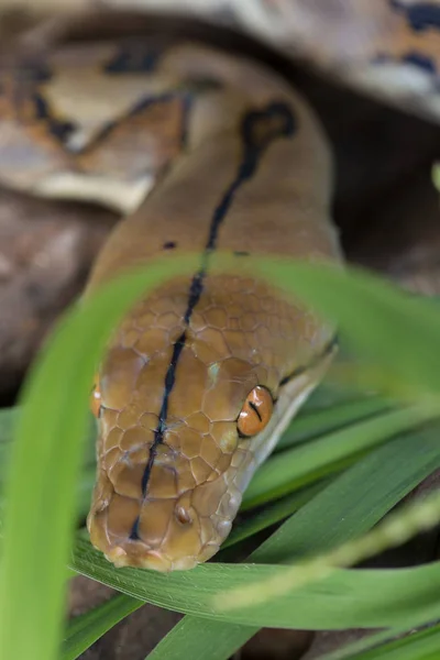 Vista Cercana Pitón Reticulado Serpiente Boa Constrictor — Foto de Stock