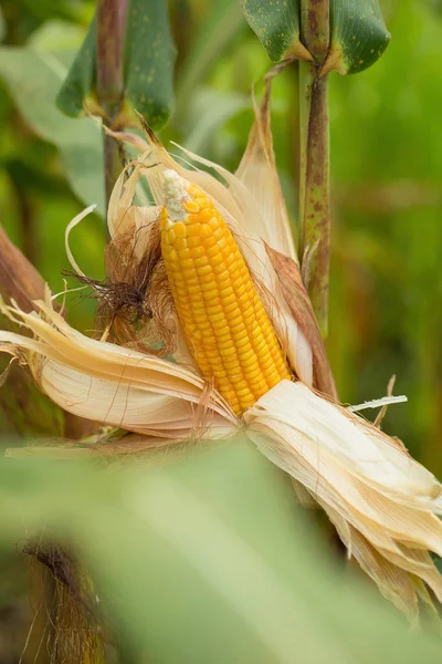 Nézd Mezőgazdasági Zöld Érett Kukorica Területen — Stock Fotó