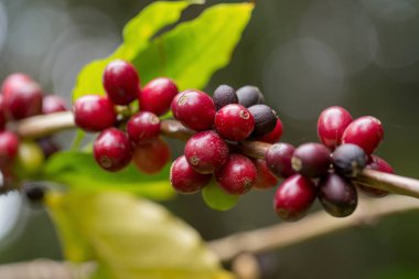 Arabica kahve sapılmak tha kuzeyinde ağaç üzerinde olgunlaşma, kapatmak