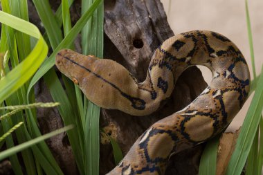 Retiküle python, ağaç dalı Boa Yılanı yılan