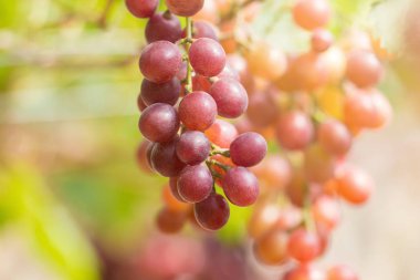 Taze Olgun üzüm şarap alanların asılı