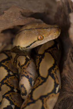 Retiküle Python, Boa yılanı yılan görünümü Kapat