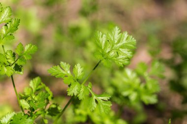 Tayland tarım alanında ekili kereviz.