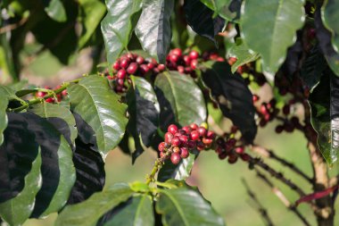 Kuzey Tayland ağaçta olgunlaşma Arabica kahve çekirdekleri