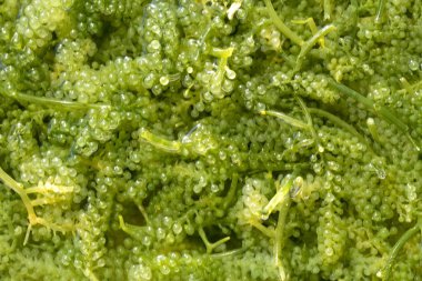 Deniz üzüm (yeşil havyar) yosun görünümü Kapat