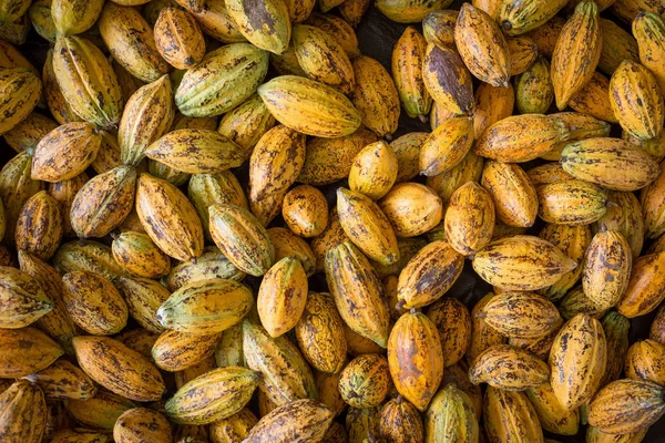 Close View Raw Cacao Pods Background — Stock Photo, Image