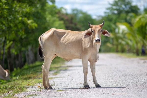 Cow on road in rural Thailand