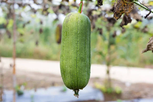 Luffa Gourd Planta Jardim Luffa Cylindrica — Fotografia de Stock