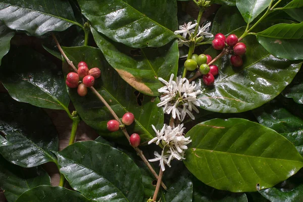 Közelről, érlelése fa északra tha Arabica kávé berrys — Stock Fotó