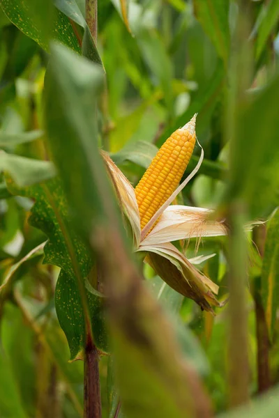 Vista Del Campo Grano Maturo Verde Agricolo — Foto Stock