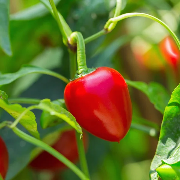 Close View Red Peppers Growing Garden — Stock Photo, Image