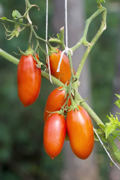 Ripe Tomatoes Hanging Bush Plantation — Stock Photo, Image