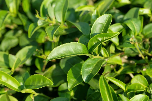 Zbliżenie świeże liście zielonej herbaty — Zdjęcie stockowe