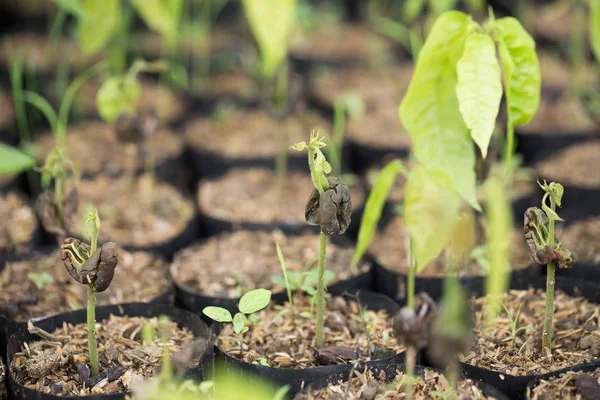Primer Plano Los Árboles Cacao Bolsas Siembra Invernadero — Foto de Stock
