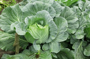 Lahana genç yeşil çalılar görünümü Kapat