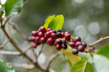 Arabica kahve sapılmak tha kuzeyinde ağaç üzerinde olgunlaşma, kapatmak