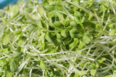 Yeşil genç ayçiçeği görünümü Kapat lahanası 