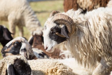 Çiftlikte otlatma koyun sürüsü.