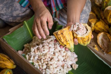 fasulye içinde elleriyle ham taze kakao pod açıldı.