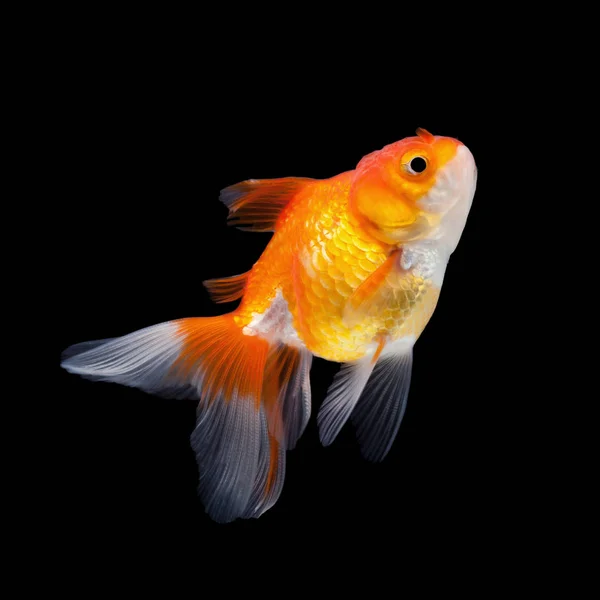 Goldfisch isoliert auf schwarzem Hintergrund — Stockfoto