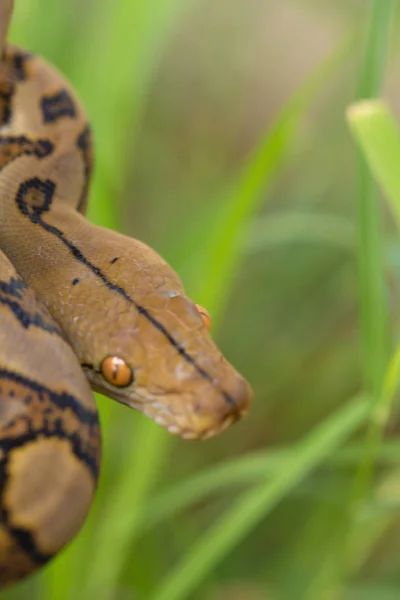 Vista Cercana Boa Snake Hierba Verde — Foto de Stock