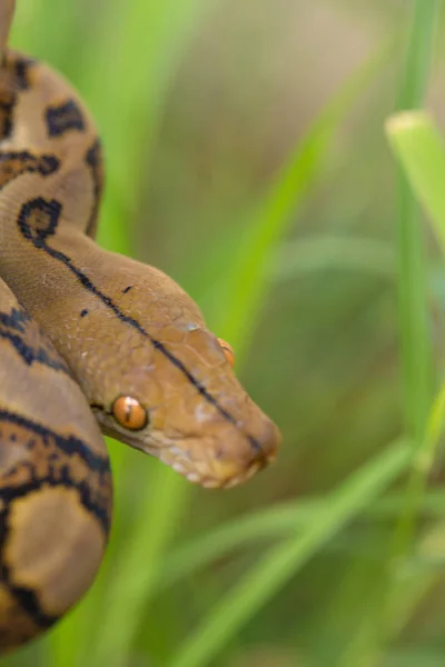 緑の草にボア蛇の表示を閉じる — ストック写真