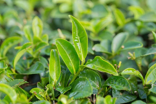 Yakın çekim taze yeşil çay yaprakları